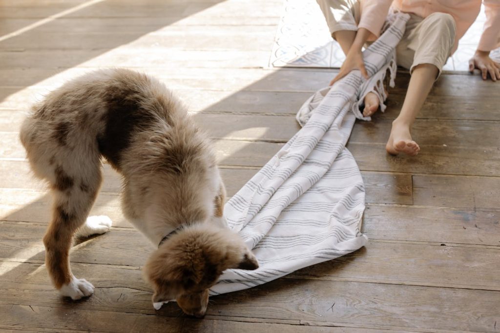 Dog Holding a Blanket on a Parquet - indoor dog exercise ideas