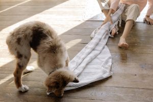 Dog Holding a Blanket on a Parquet - indoor dog exercise ideas