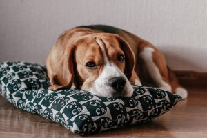 Photo of Brown and White Short Coated Beagle Lying on a Pillow - signs pet is bored