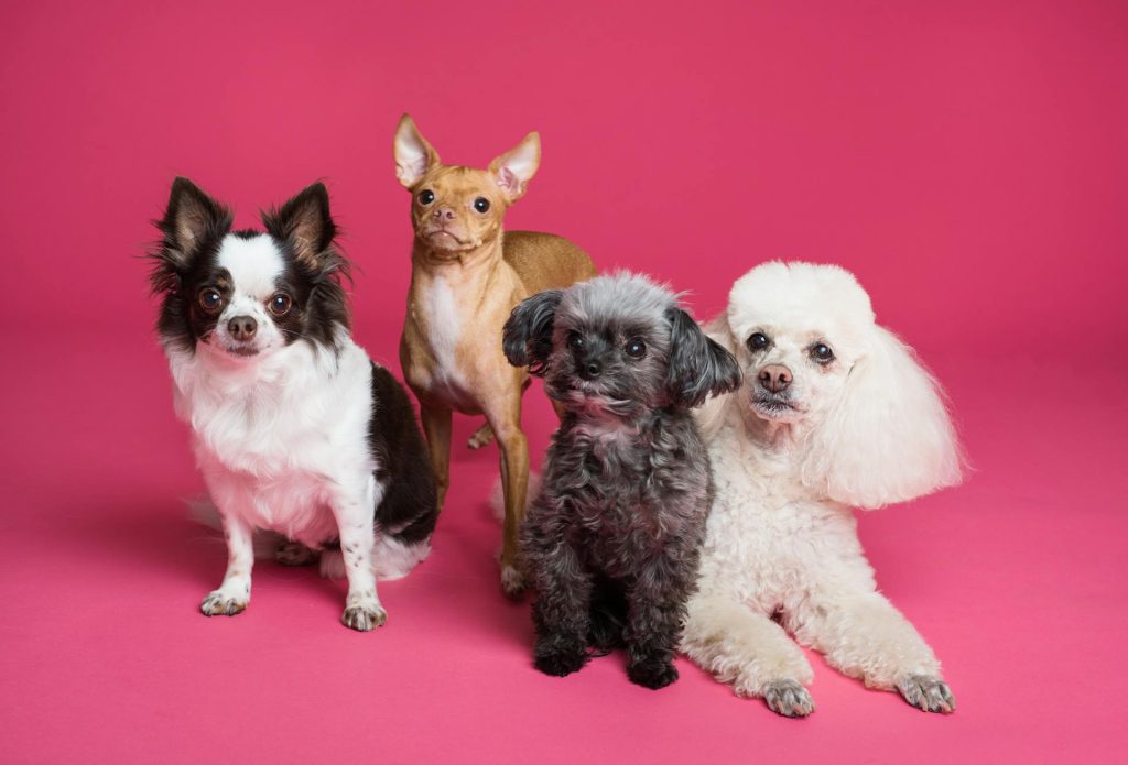 Photo Of Different Puppies - dog breeds for apartment living