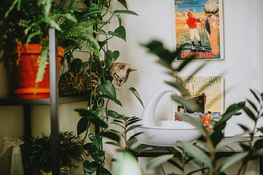 Cat Among house plants - apartment cat care