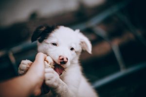 White And Black Border Collie Puppy - how to stop puppy biting