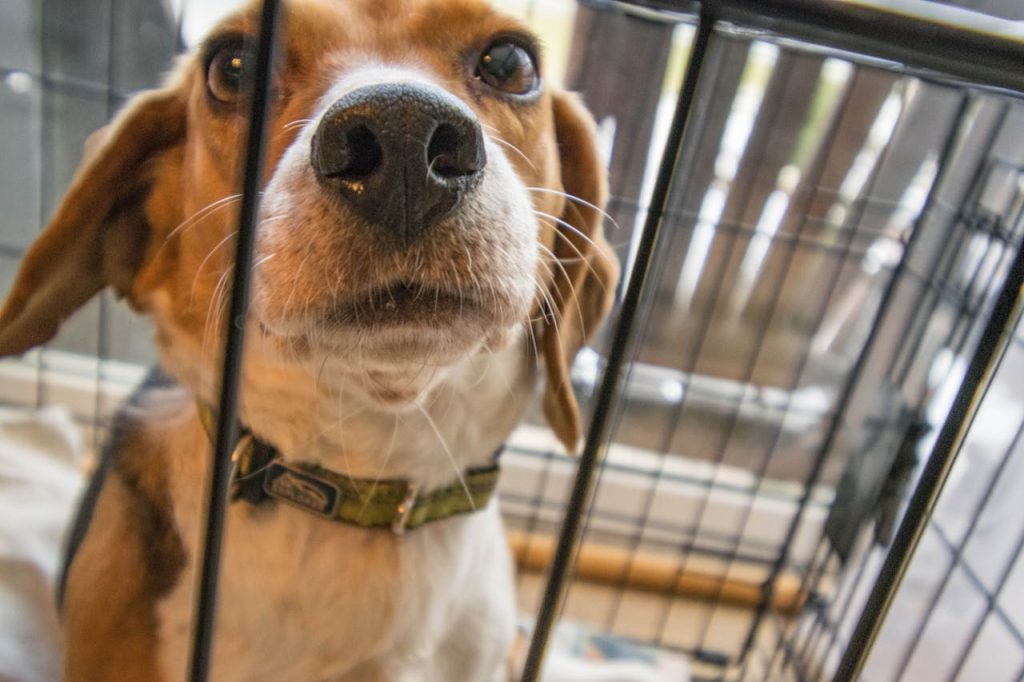 dog in a dog crate - dog hates crate