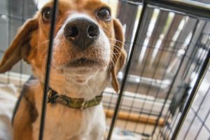 dog in a dog crate - dog hates crate