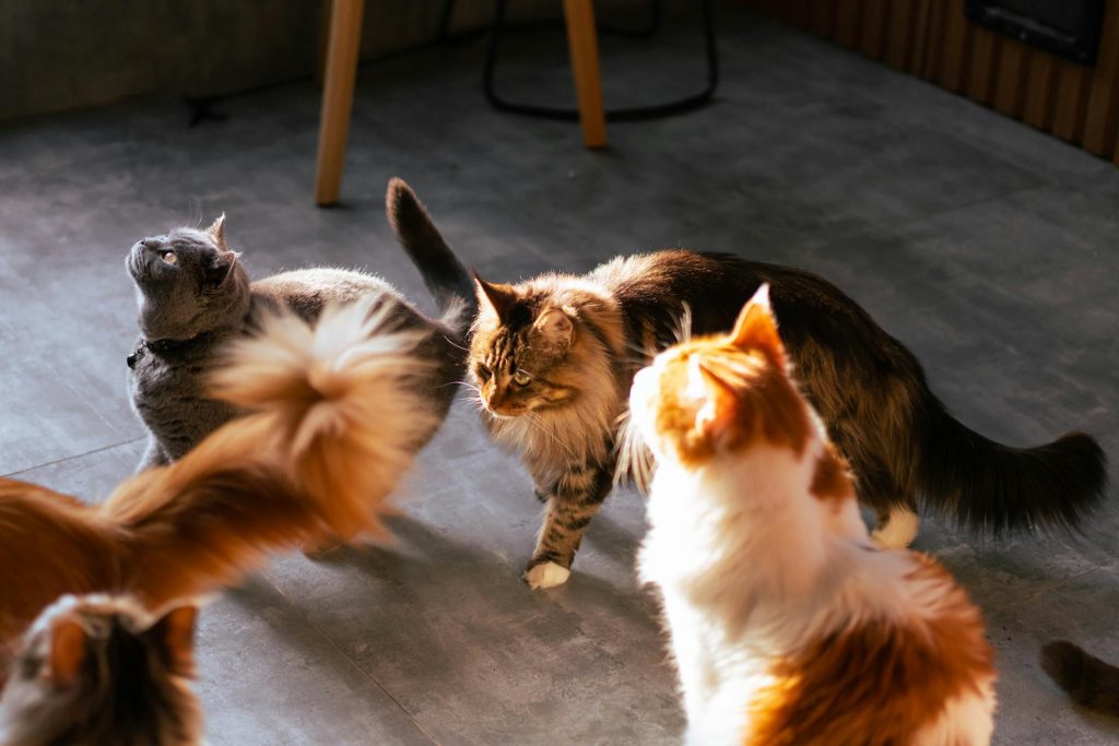 Photo of Cats with Different Breeds - cat breeds for apartment living
