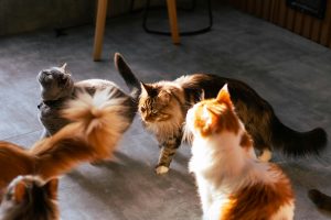 Photo of Cats with Different Breeds - cat breeds for apartment living