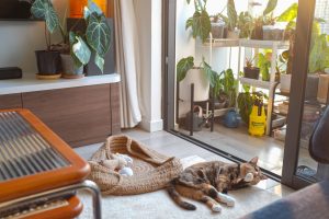 Cozy Cat Relaxing Indoors Next to Greenery - cat proof apartment