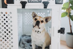 dog in a dog crate - how to stop dog whining in crate
