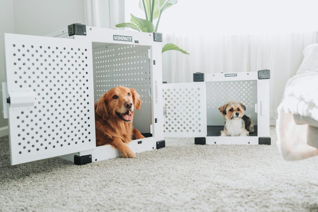 two dogs being crate trained - crate training apartment dogs
