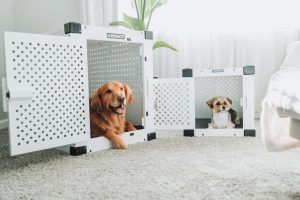 two dogs being crate trained - crate training apartment dogs