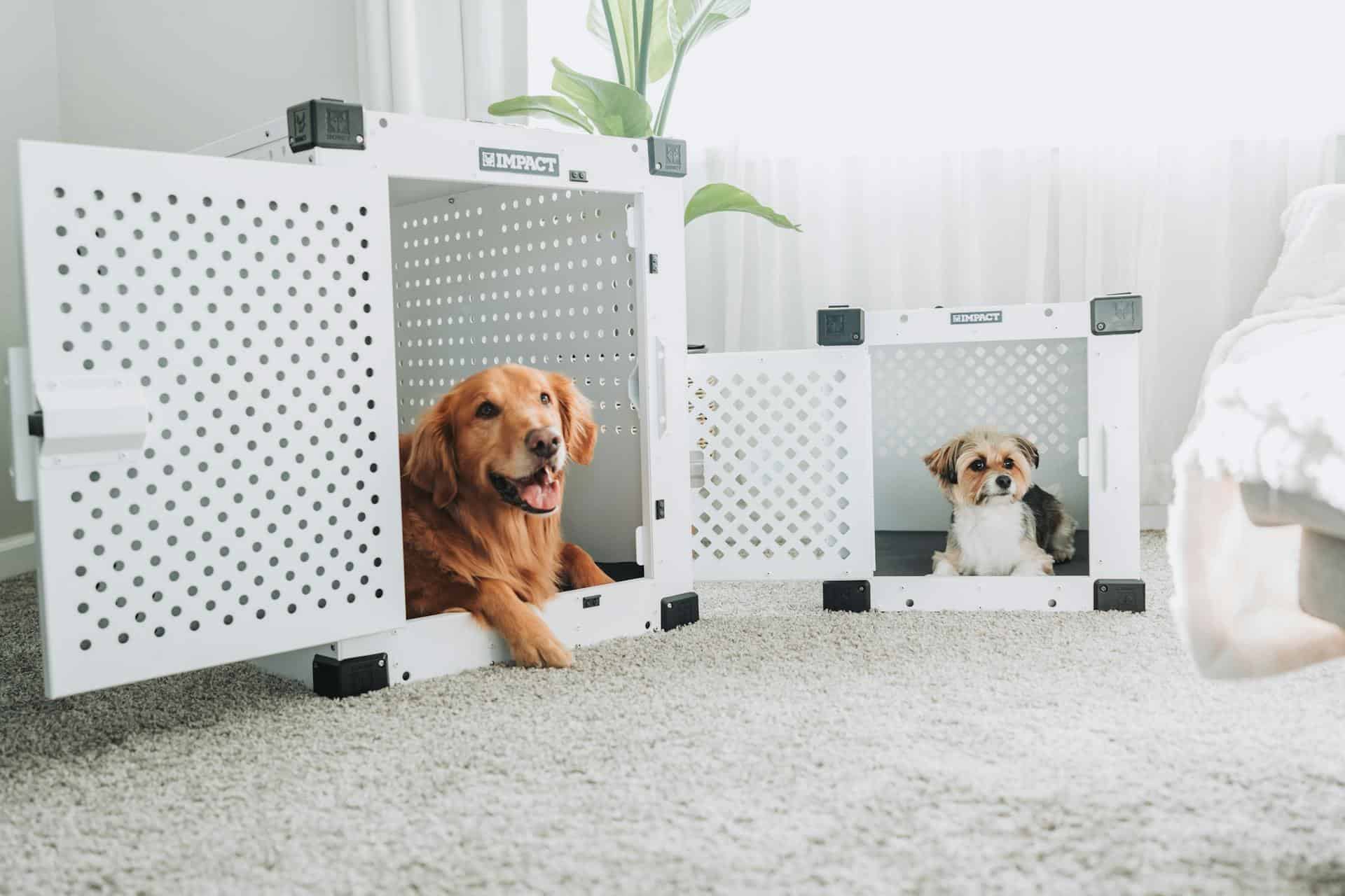 Crate Training Apartment Dogs