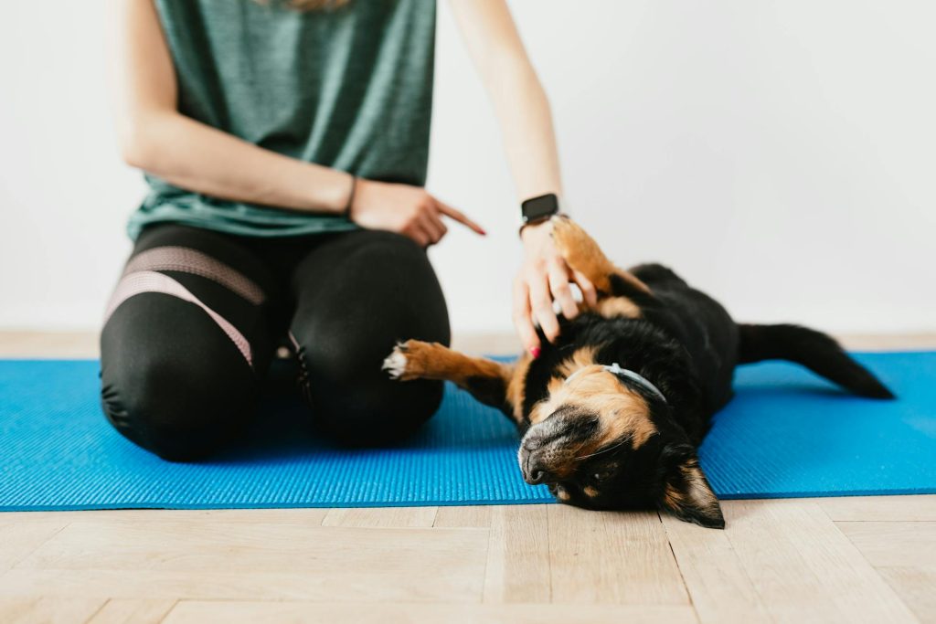 puppy being trained by owner - dog training in apartments