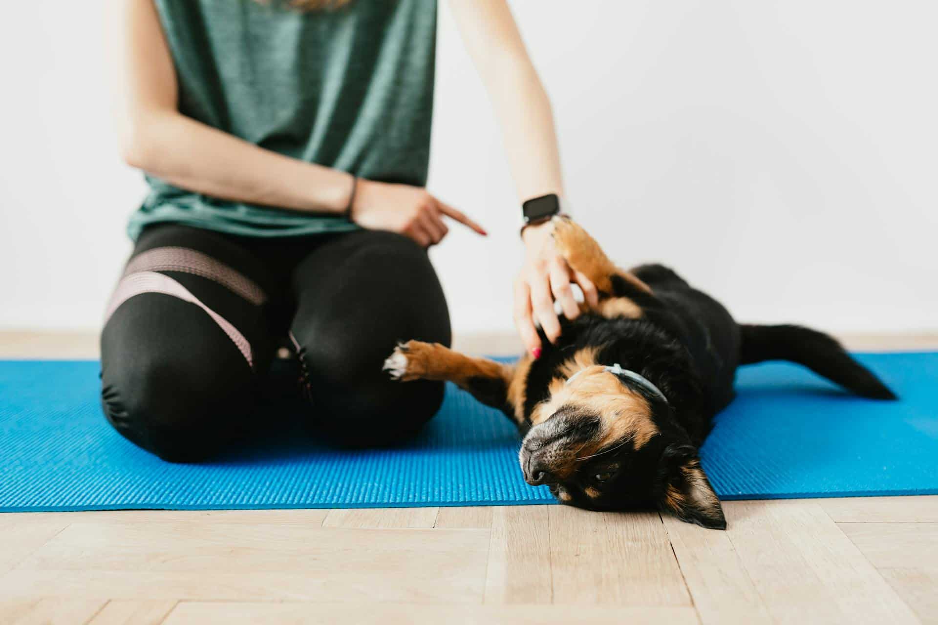 25 Apartment Dog Training Tips