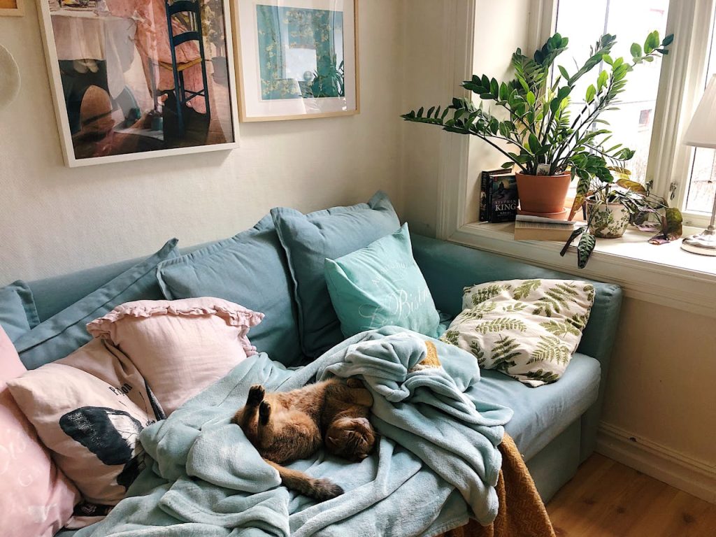 A Cat Lying on the Couch - cat apartment hacks