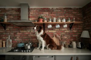 dog on kitchen counter - pet proof apartment kitchen