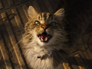 Close-up of a Fluffy Maine Coon Cat Meowing - cat meowing at night apartment