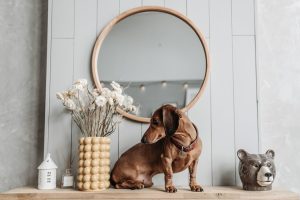 A Dog on Top of a Wooden Shelf - apartment pet hazards