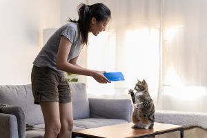 cat owner giving food to her cute domestic cat - how to train a cat