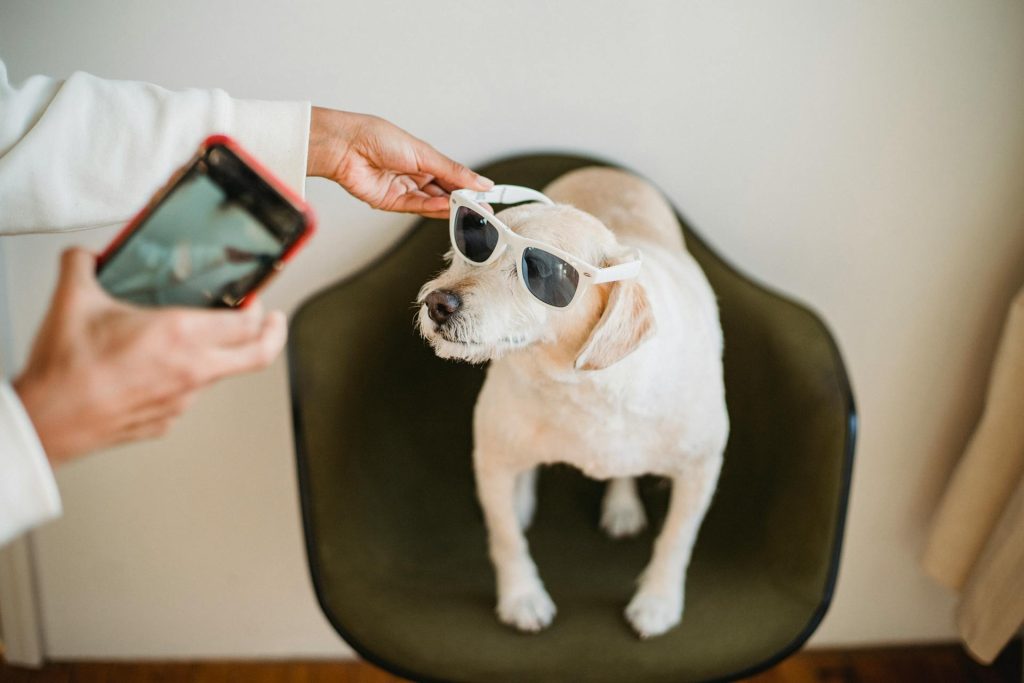 owner with smartphone putting sunglasses on puppy - tech gadgets for apartment dogs