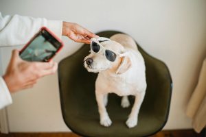 owner with smartphone putting sunglasses on puppy - tech gadgets for apartment dogs
