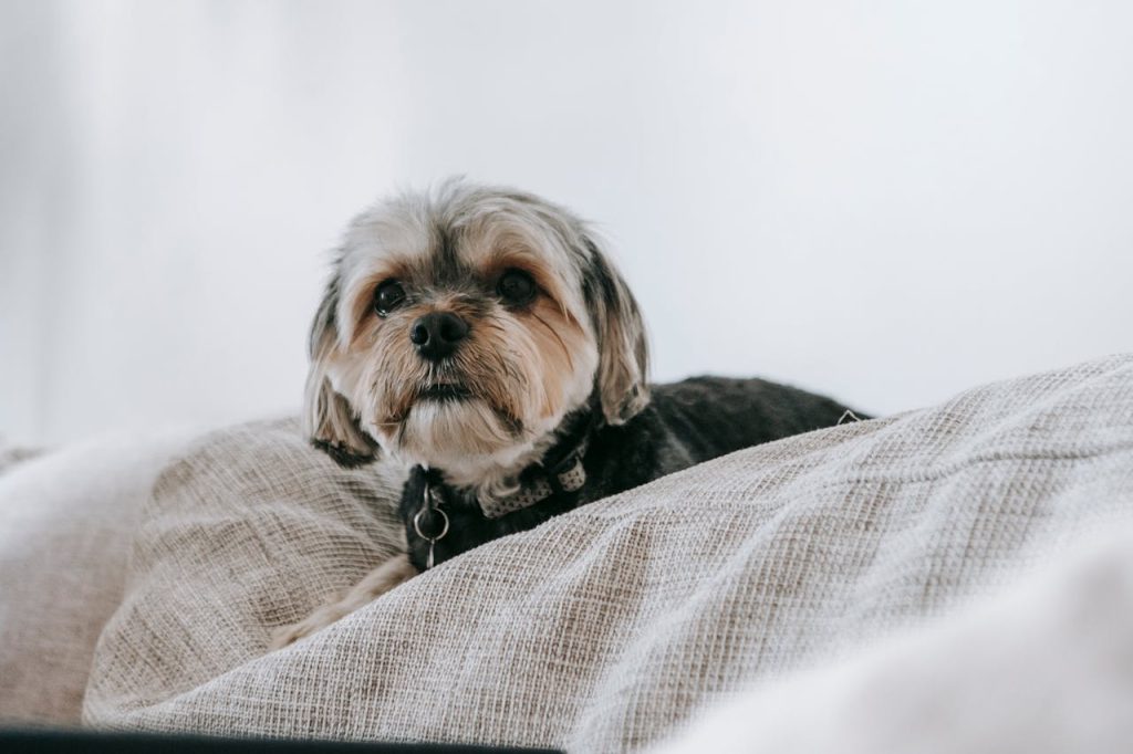 Cute puppy in cozy room - how to teach dog to be alone