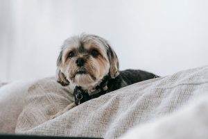 Cute puppy in cozy room - how to teach dog to be alone