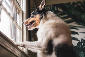 A Cute Dog Looking Out the Window - how to stop dog barking out the window