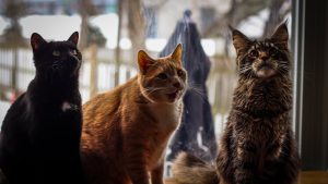 Cats Sitting and Looking Up - cats for first time owners