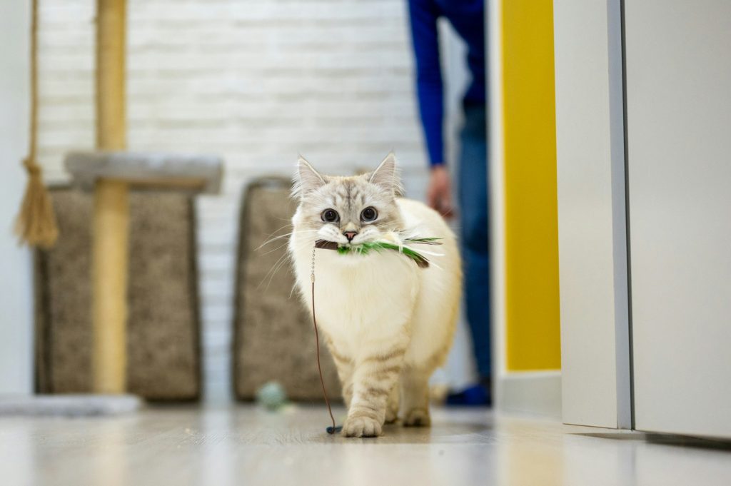 white cat playing with toy - keep your indoor cat entertained