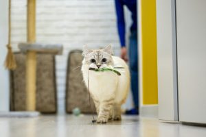 white cat playing with toy - keep your indoor cat entertained