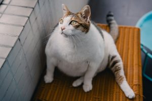 a overweight cat sitting - overweight cats