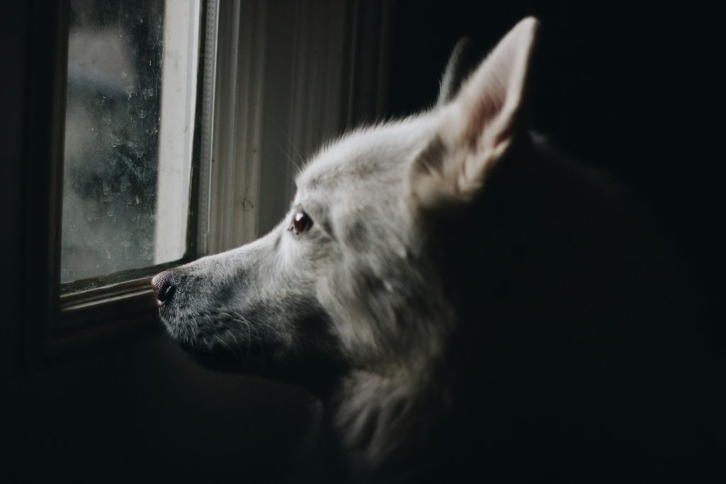 dog looking out window at night - dog anxiety at night