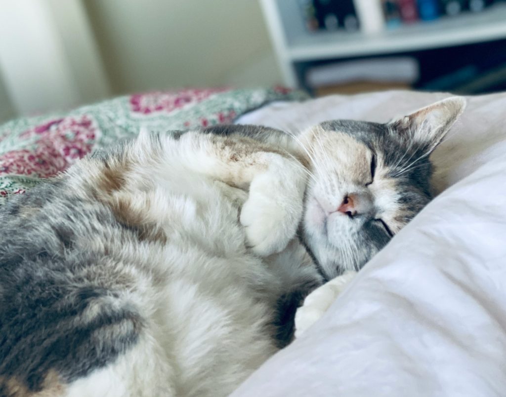 happy cat sleeping - is my cat happy