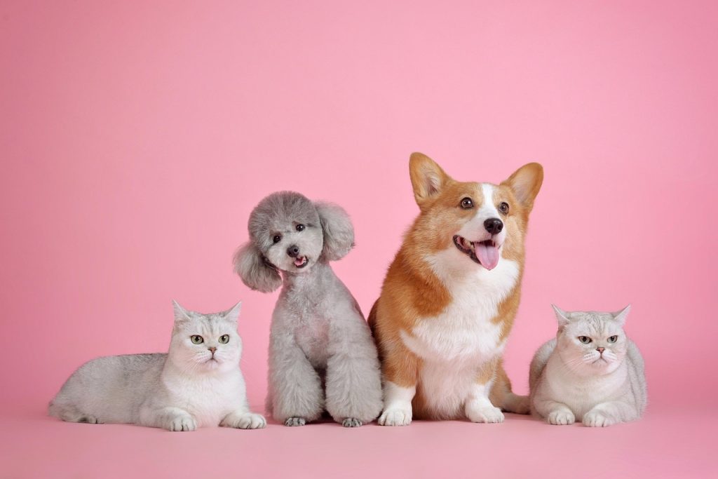 two cats and dogs together - save money with multiple pets