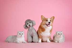 two cats and dogs together - save money with multiple pets