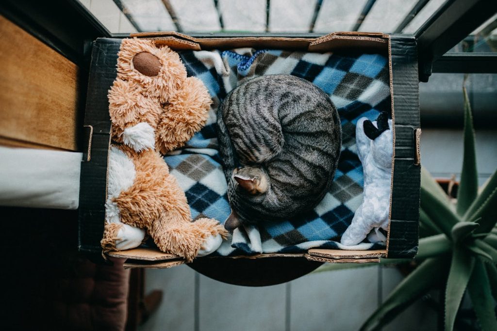 cat sleeping in a cozy box - pet budget hacks