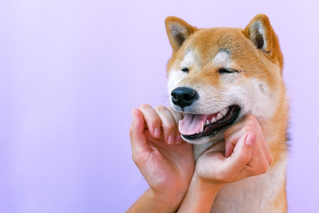 a happy Shiba Inu Dog - is my dog happy