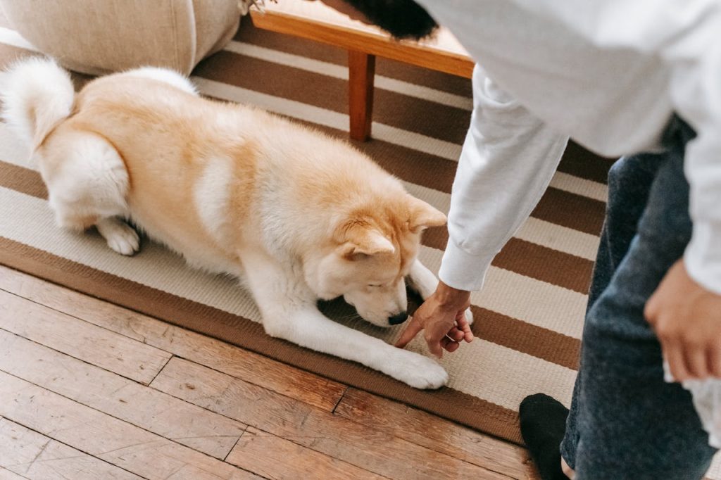 Owner training dog on a carpet - why do dogs dig at the carpet
