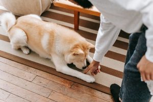 Owner training dog on a carpet - why do dogs dig at the carpet