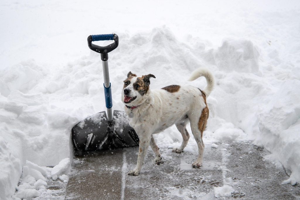 dog next to a snow shovel - keep pet warm in winter cheap