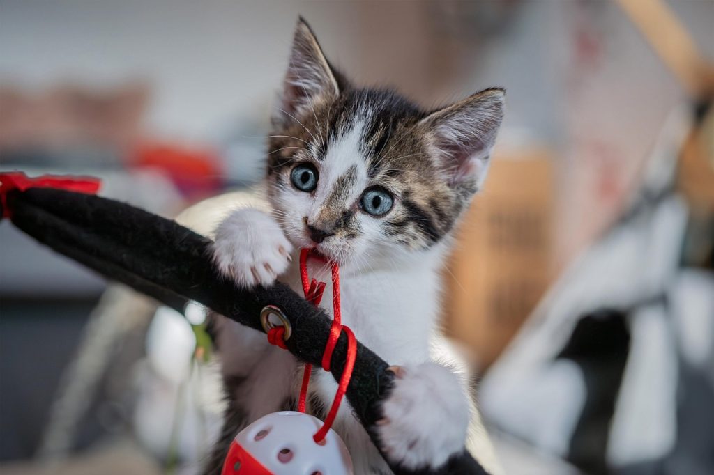 kitten playing with a toy - diy pet toys that save you money