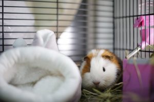 Guinea Pig in a cage - guinea pig apartment setup