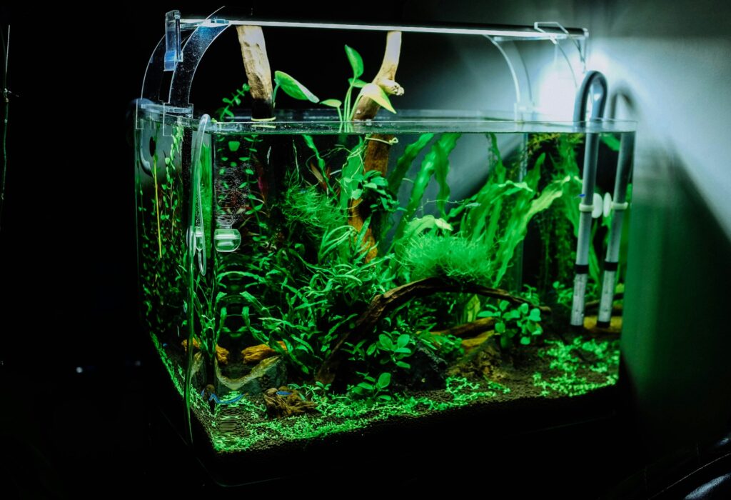 Vibrant aquatic plants in aquarium - fish tank apartment setup