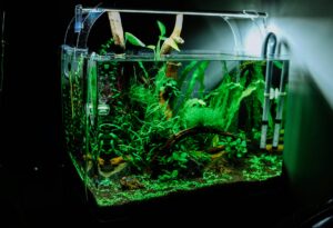Vibrant aquatic plants in aquarium - fish tank apartment setup