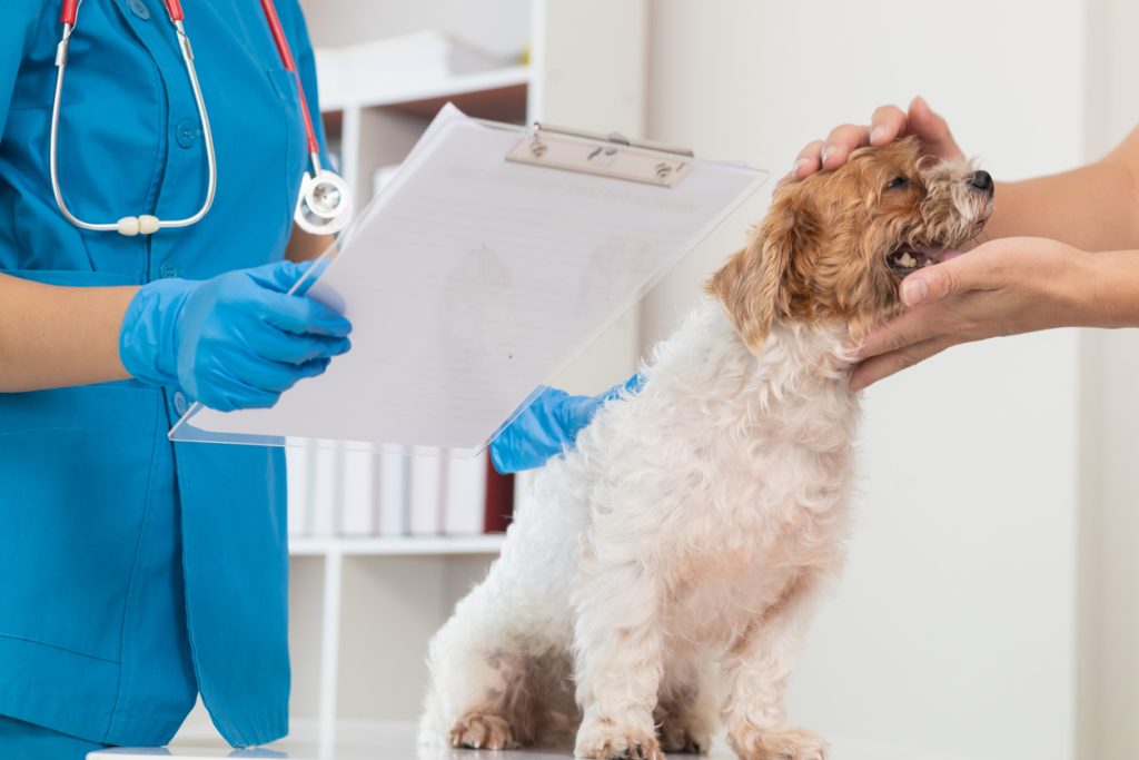 Veterinarians are performing annual check ups on dogs to look for possible illnesses and treat them quickly to ensure the pet's health. veterinarian is examining dog in veterinary clinic for treatment - affordable pet insurance apartment owners