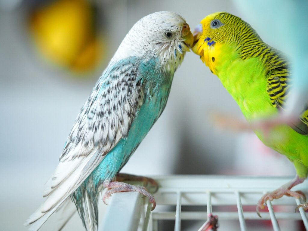 Two colorful budgerigars interacting closely - parakeet apartment setup