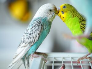 Two colorful budgerigars interacting closely - parakeet apartment setup