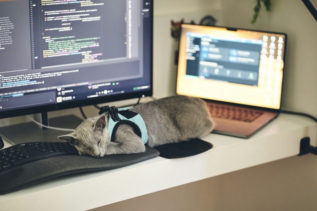 Cat sleeping on a computer desk - work from home with pets