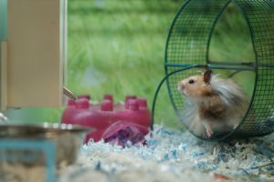 Hamster in a cage with wheel - hamster apartment setup