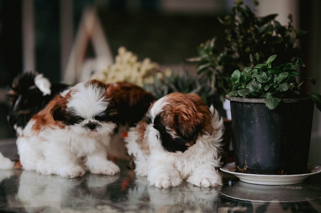 Two puppies near potted plants - toxic houseplants for pets